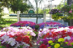 Annuals and Perenials