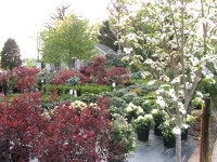 Trees and Shrubs